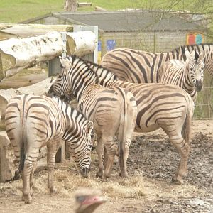 African Grasslands exhibit