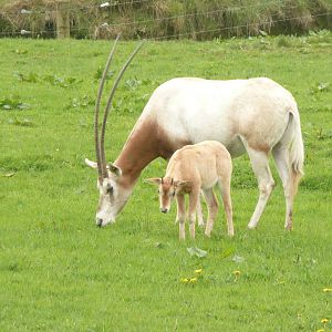 Scimitar-horned oryx