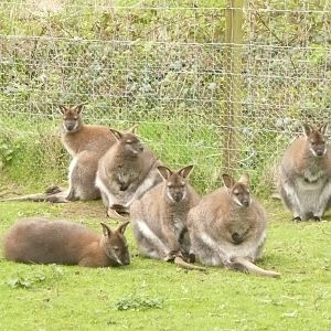 Bennett's wallaby