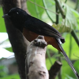 White-rumped shama
