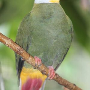 Black-naped fruit dove male