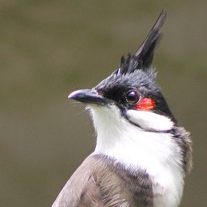 Red-whiskered bulbul