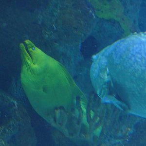Moray Eel