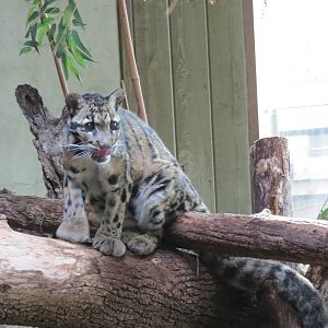 Clouded Leopard