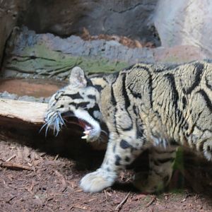 Clouded Leopard
