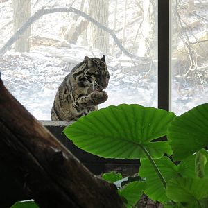 Clouded Leopard