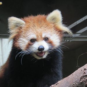 Red Panda