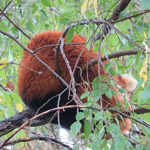 Red Panda