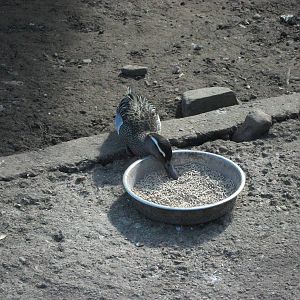 Recently arrived Garganey, 11th April 2014