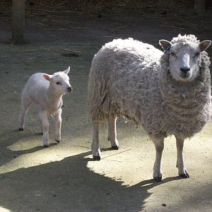 Shetland Sheep and lamb, 11th April 2014