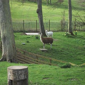 Brenda nearly finds a plinth, 11th April 2014