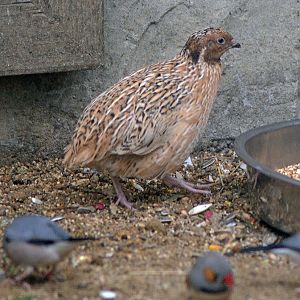 Japanese Quail