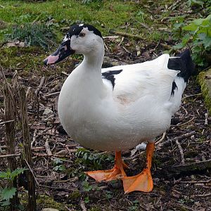 Mulard (Muscovy duck/Mallard)