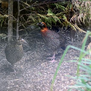 Temminck's tragopan