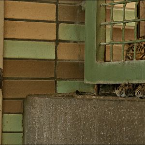 Chinese leopard at Tierpark Berlin