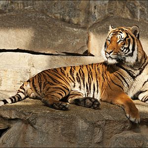 Malaian tiger at Tierpark Berlin