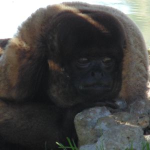 Woolly Monkey