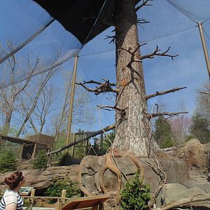 Steller Sea Eagle Aviary