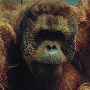 Sumatran Orangutan