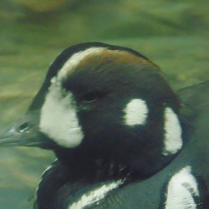 Male Harlequin Duck