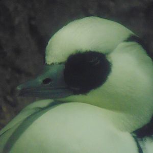 Smew