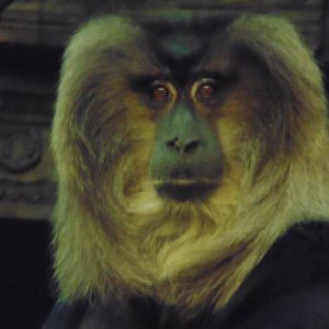 Lion Tailed Macaque