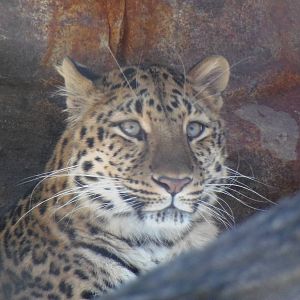 Amur Leopard