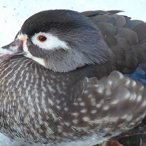 Female Wood Duck