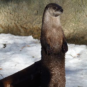 River Otter Standing Up