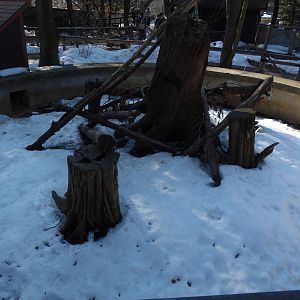 North American Porcupine Exhibit