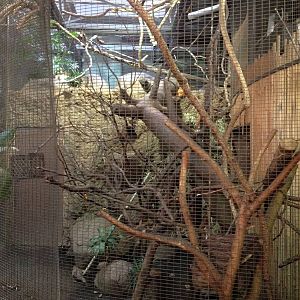 Golden-Lion Tamarin/Sloth/Tortoise Exhibit