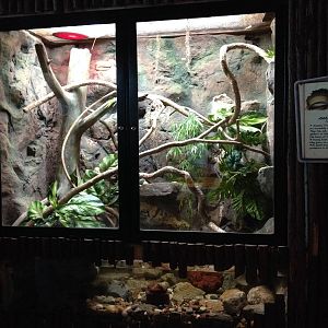 Amazon Tree Boa Exhibit