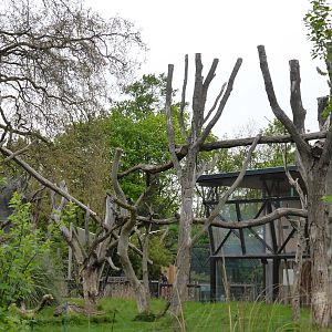 Gorilla territory April 2014