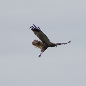 Male Marsh Harrier