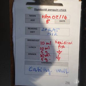Humbolt Penguin Chick