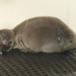 Humbolt Penguin Chick