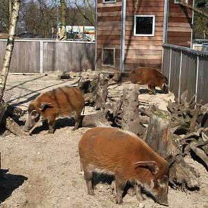Red river hogs