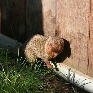 dwarf mongoose