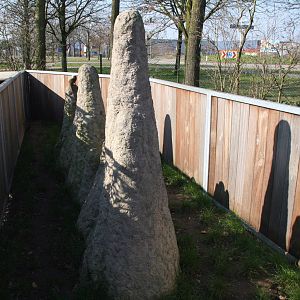 dwarf mongoose enclosure