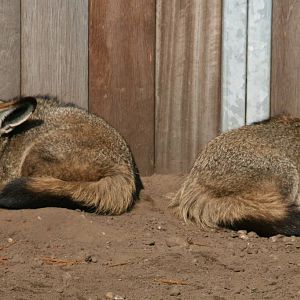 Bat-eared foxes