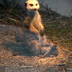 Meerkat with tiny pups