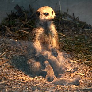 Meerkat with 3 tiny pups