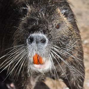 Nutria / Myocastor coypus