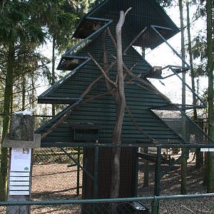 American red squirrel enclosure