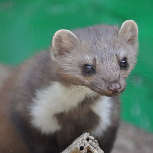 Stone marten / Martes foina syriaca