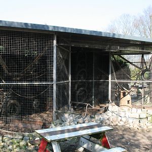 Tayra enclosure