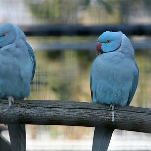 Ring-necked Parakeets blue morp
