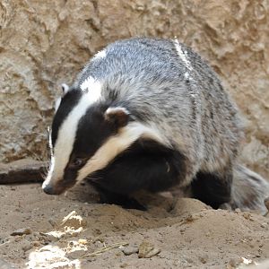Eurasian badger / Meles meles meles