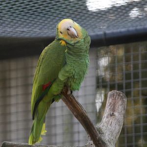 Yellow-shouldered Amazon