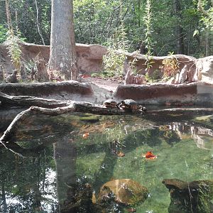 Cypress Swamp - Turtles